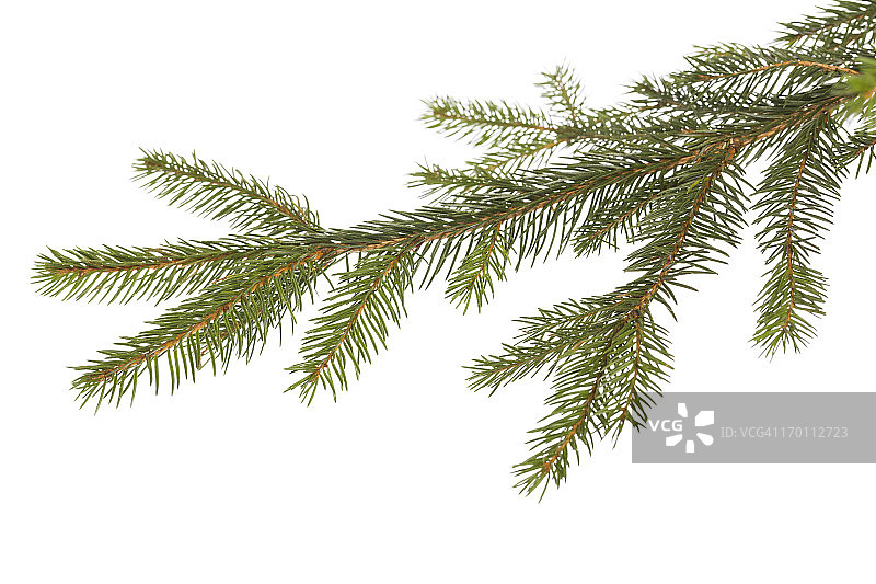 圣诞节树枝装饰图片素材