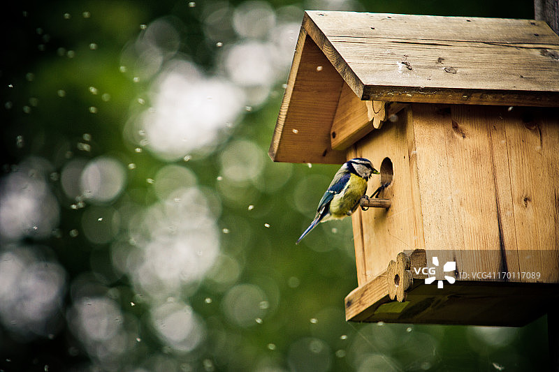 蓝冠山雀图片素材