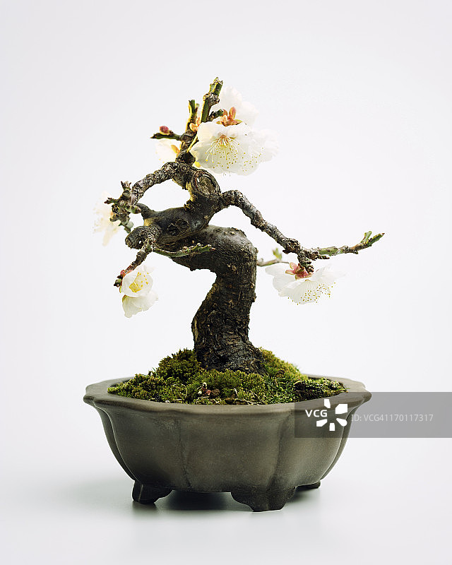 梅花盆景图片素材