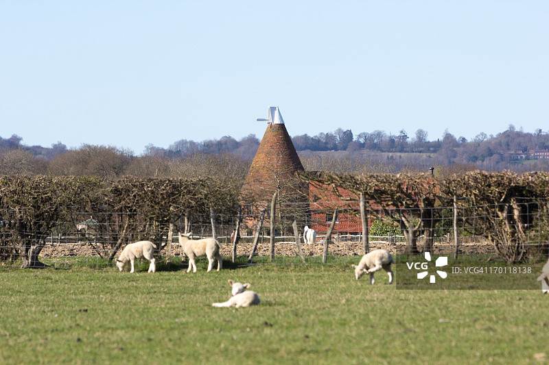 英格兰肯特郡的绵羊图片素材