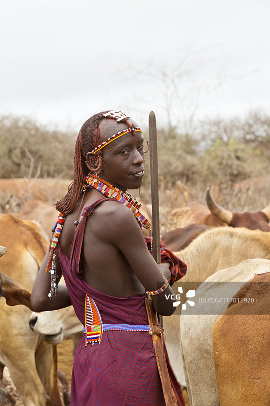 年轻的马赛战士，手持长矛和牛图片素材