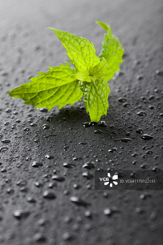 新鲜的薄荷图片素材