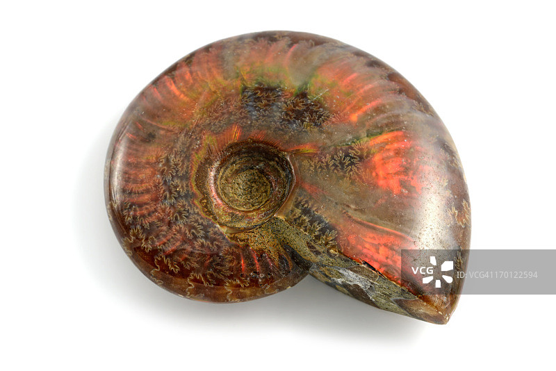 白色背景上的蛋白石菊石化石图片素材