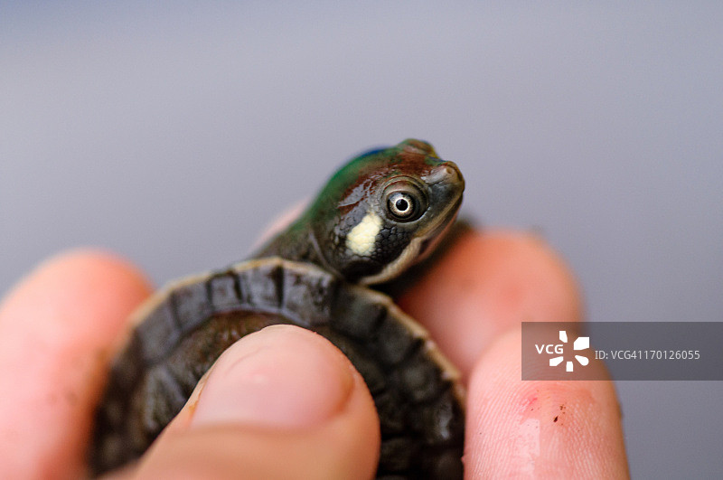 手中的宠物小海龟图片素材