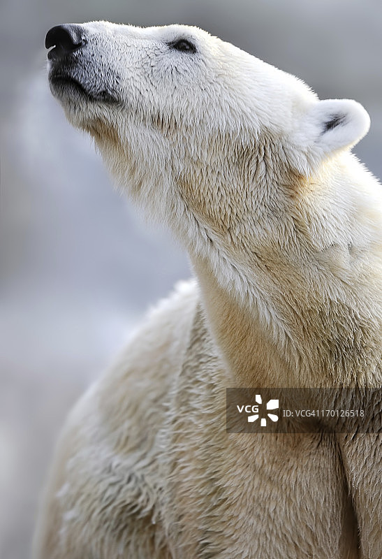 北极熊图片素材