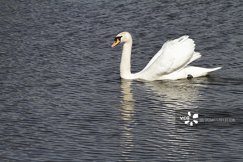 蓝色水面上的白色疣鼻天鹅倒影图片素材