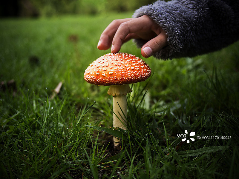 羊肚菌图片素材