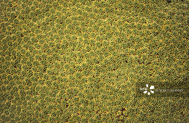 yareta植物特写图片素材