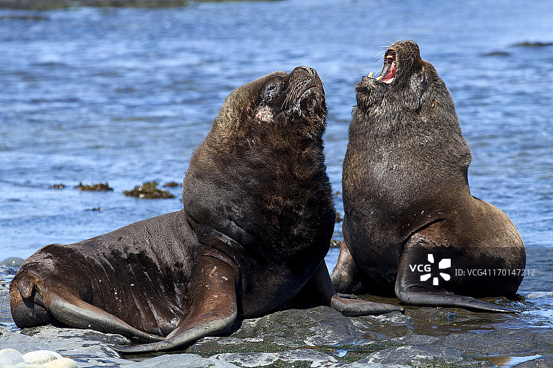 南美洲海狮，福克兰群岛图片素材