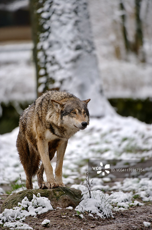 雪地里的狼图片素材
