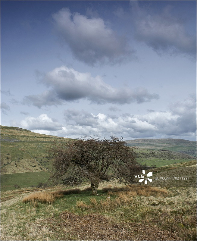 孤独的树图片素材