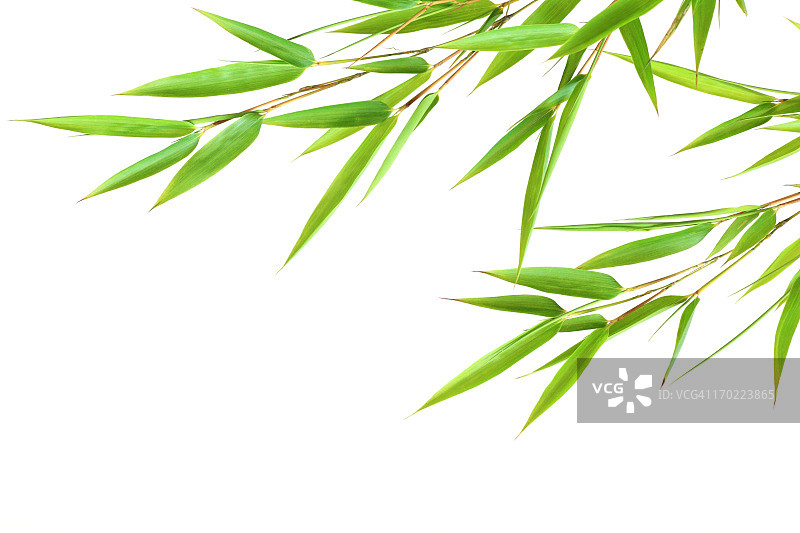 竹叶图片素材
