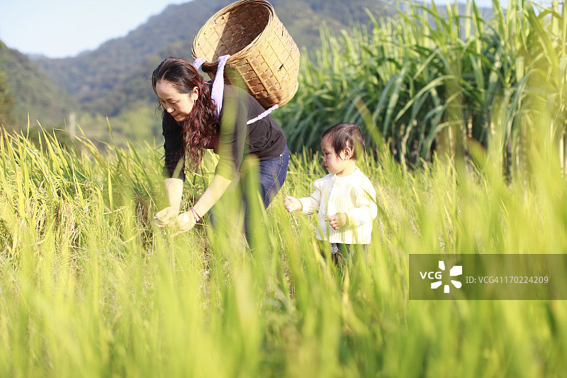 母女在稻田里图片素材