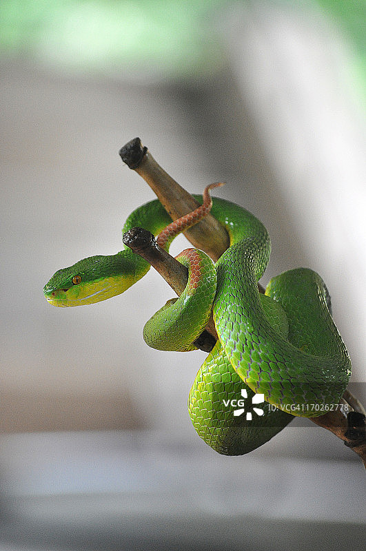 缠绕在竹竿上的蝮蛇图片素材