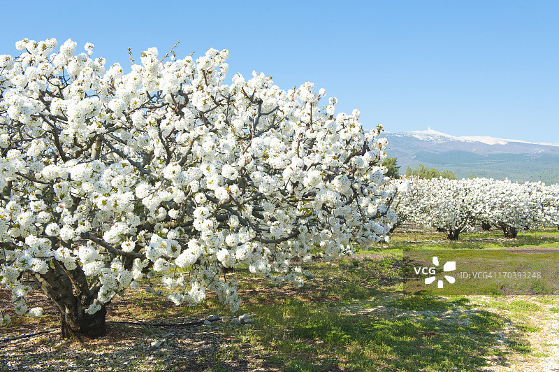 春天的樱花树和旺图山图片素材