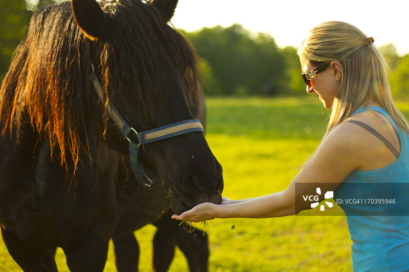 年轻女人喂一匹拉马图片素材