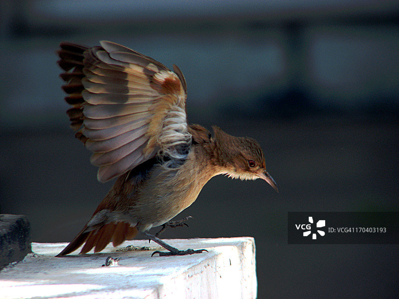 门多萨棕灶鸟图片素材