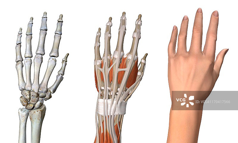 女性手部解剖结构：骨骼、肌肉和皮肤3D全彩图图片素材