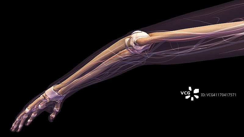 女性肘部和前臂骨骼解剖，侧面后视图。黑色背景上的全彩色3D图图片素材