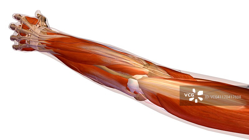 女性手腕解剖结构背面后视图。X光勾勒出皮肤。白色背景上的全彩图片素材