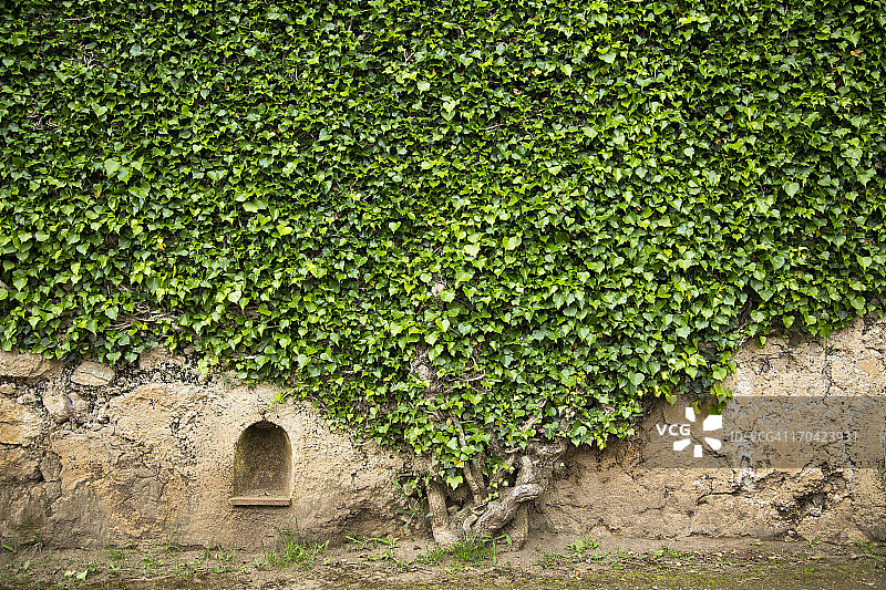 拉韦洛辛布罗内别墅墙上的常春藤图片素材