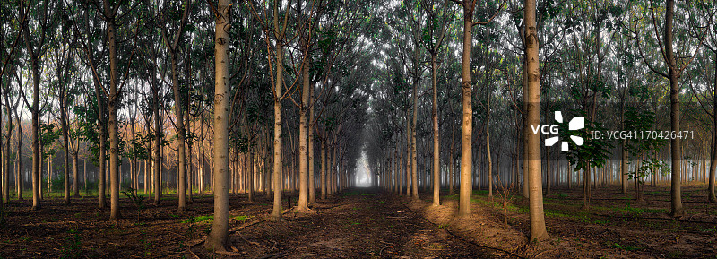 泡桐树队列图片素材