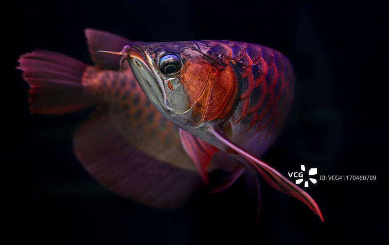 红龙鱼图片素材