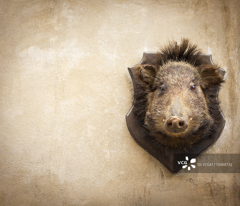 意大利托斯卡纳沃尔泰拉墙上的野猪图片素材