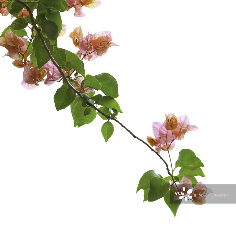 白色背景下的簕杜鹃图片素材