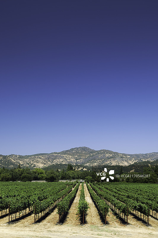 纳帕谷葡萄园图片素材