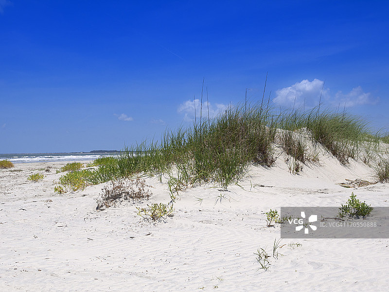 沙丘上的海燕麦图片素材