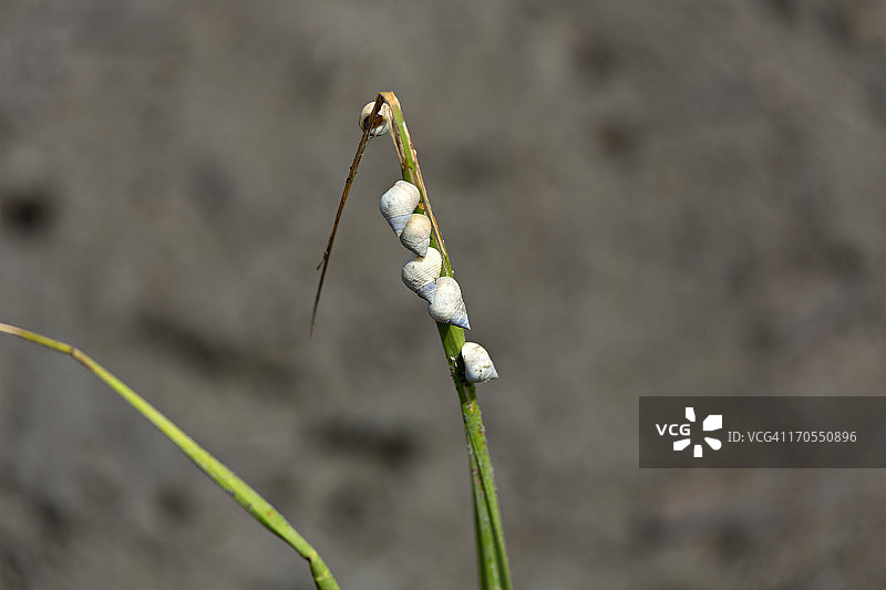 马鞭草叶片上的沼泽长春花图片素材