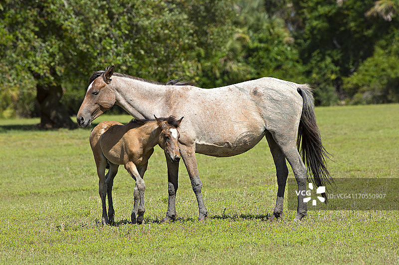 坎伯兰岛小马驹和母马图片素材