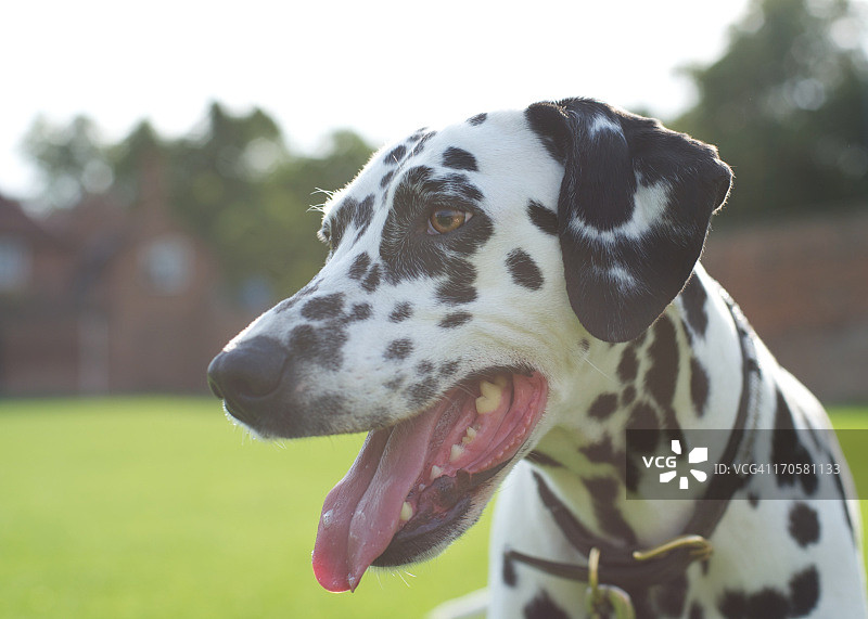 欢笑中的斑点狗图片素材