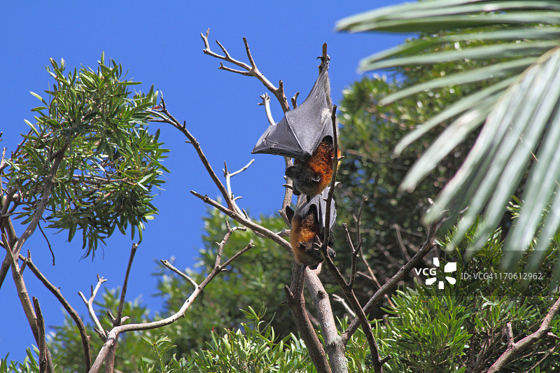 悉尼的狐蝠图片素材