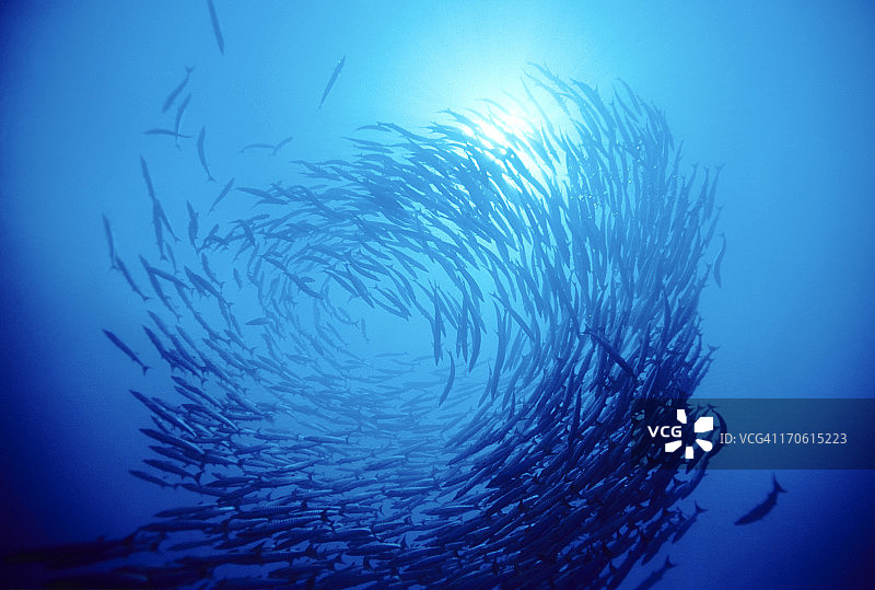 鱼群漩涡图片素材