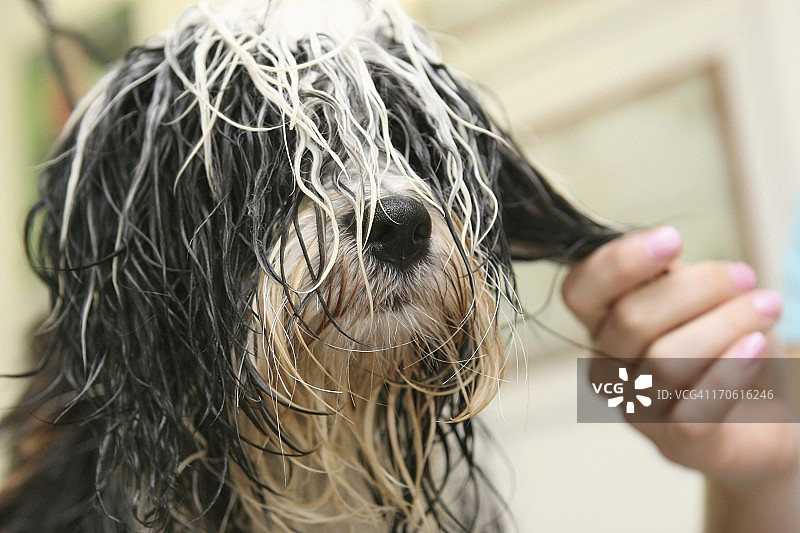 美容师处可爱的小狗...西藏梗犬图片素材