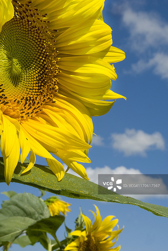巨型向日葵图片素材