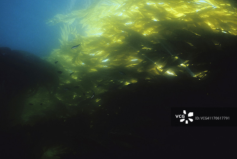 流动海带图片素材