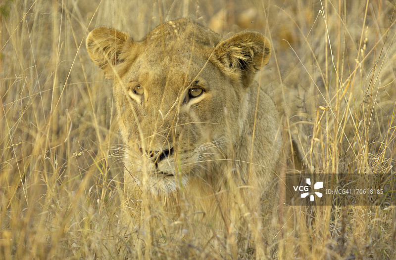 完美伪装的雌狮图片素材
