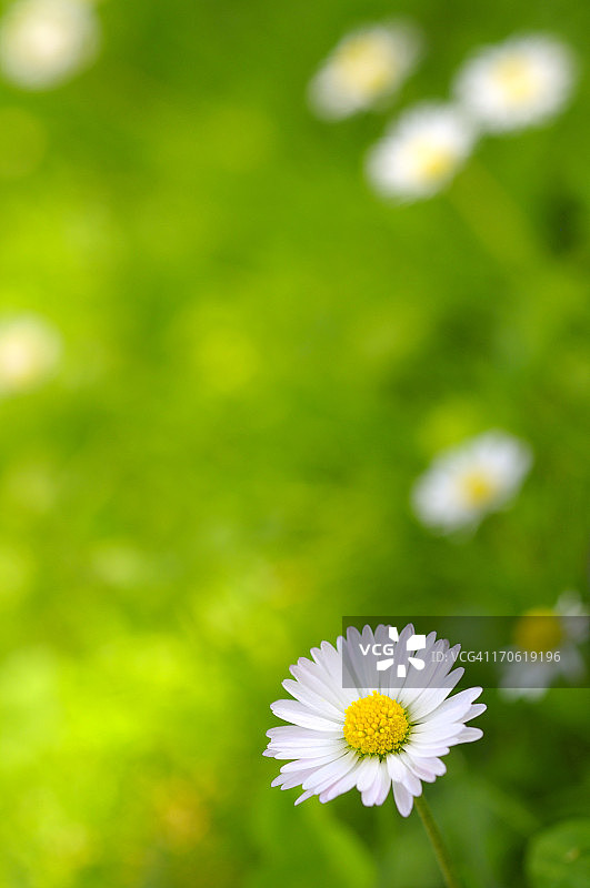 雏菊花抽象背景图片素材