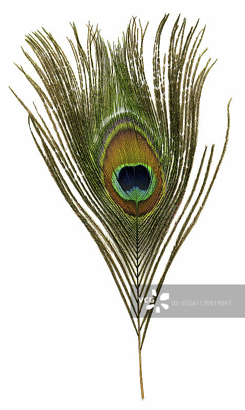 孔雀羽毛图片素材