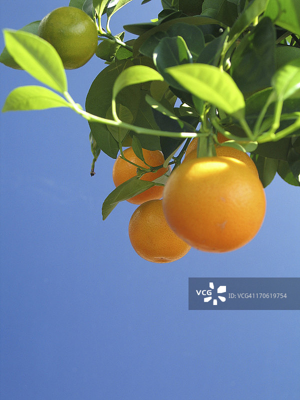 阳光下的橙子图片素材