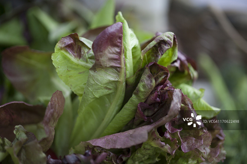 红色罗马生菜图片素材