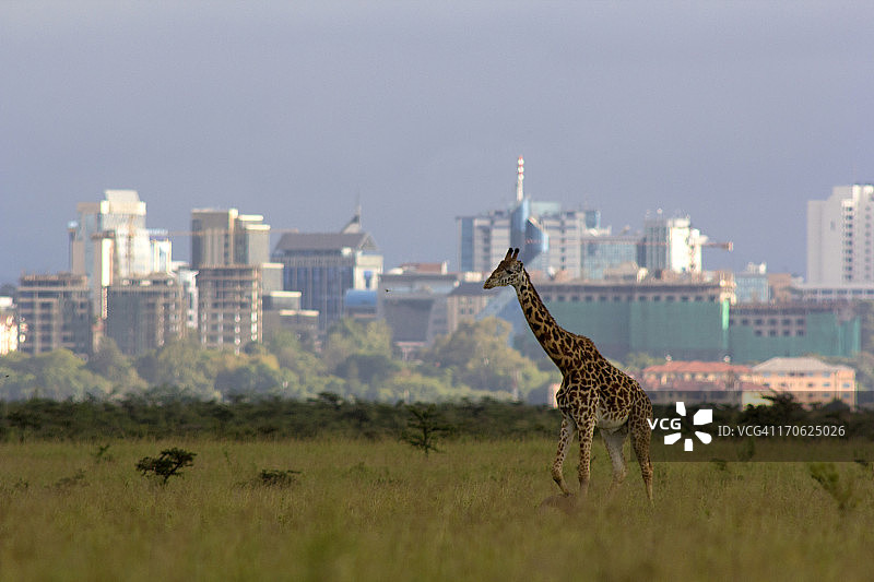 城市天际线背景下的长颈鹿图片素材