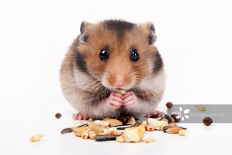 正在吃种子的普通仓鼠图片素材