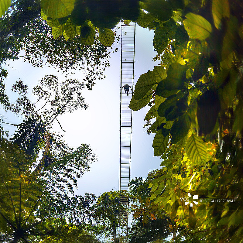 雨林漫步图片素材