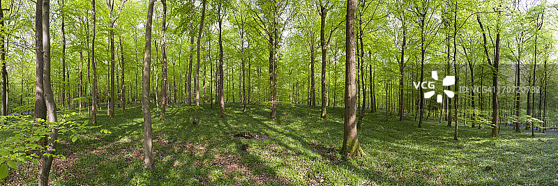 英国格洛斯特郡迪恩森林图片素材