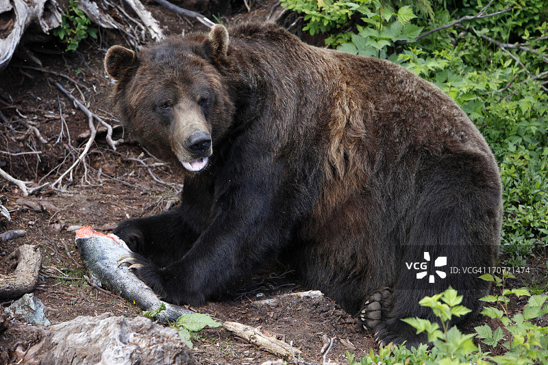 灰熊正在吃太平洋鲑鱼图片素材
