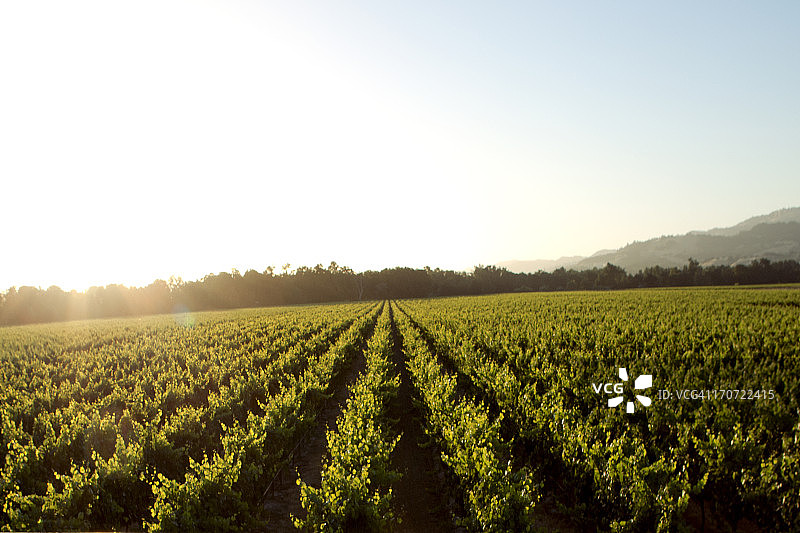 葡萄园图片素材